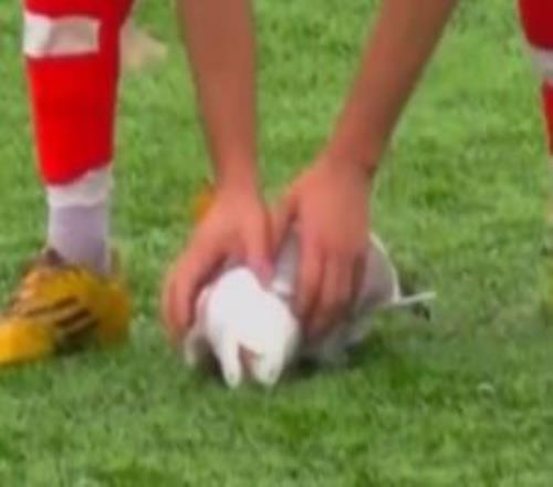 妙手回春啊大夫！門將開球?qū)⒁恢缓ｚt擊落，隊(duì)員心肺復(fù)蘇將其救活