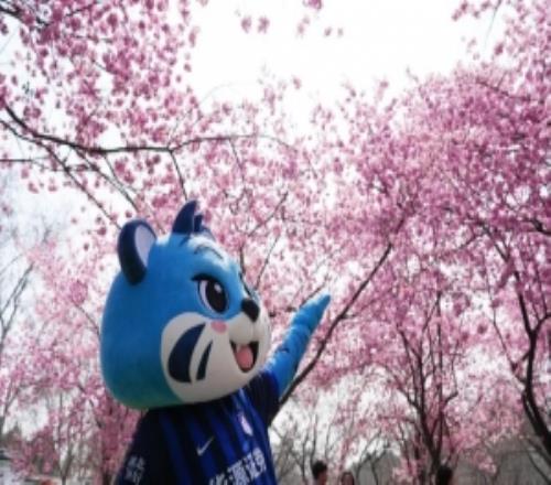 江城櫻花季，邀您來(lái)看球！