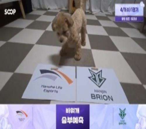 蟹哥被煮了嗎！LCK賽前狗狗預(yù)測(cè)：HLE勝BROT1勝KT