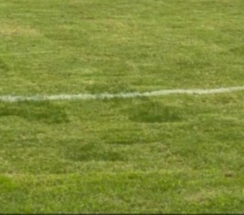 京媒：浙江隊主帥阿洛伊西吐槽主場草皮，眼見為實確實不太理想