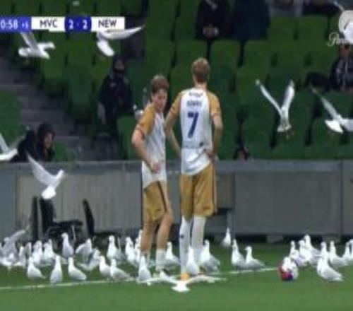 名場面！澳超數(shù)十只海鷗飛進(jìn)球場，兩隊(duì)球員淡定繼續(xù)比賽
