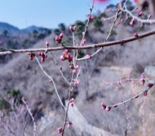 倒計(jì)時(shí)2天！北京康養(yǎng)2026北京昌平延壽越野挑戰(zhàn)賽開跑在即