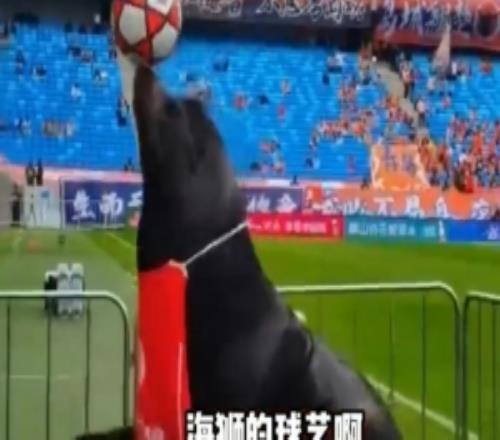中超齊魯?shù)卤日垇砗＊{助陣，現(xiàn)場進行頂球表演