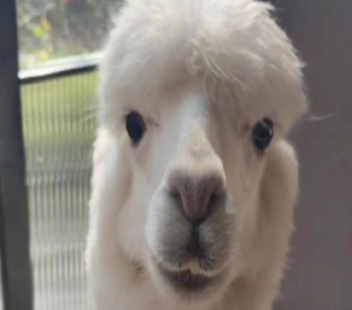 申花外援马纳法打卡羊驼餐厅，妻子感叹：在上海一切皆有可能