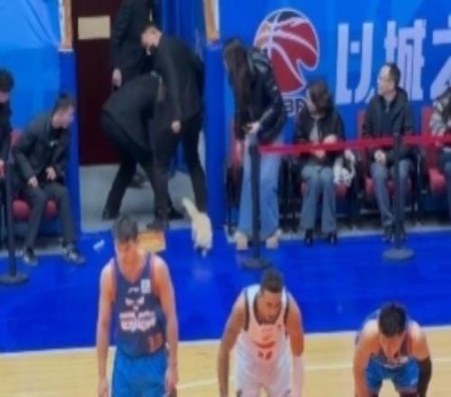 进场得买票！昨晚四川主场出现狸花猫现场还有另外一只猫