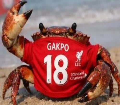 今日趣图：今天请别叫我神秘内切男，我是狼队MVP、右后卫加克波