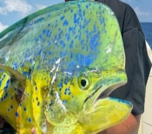 ��ͷ�����Ӳӣ�������˹ɹ�����ջ񣺺ٴ��Կ�ѽ