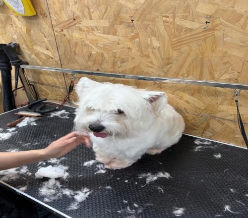 ������(8883��AMG)�ٷ���վ