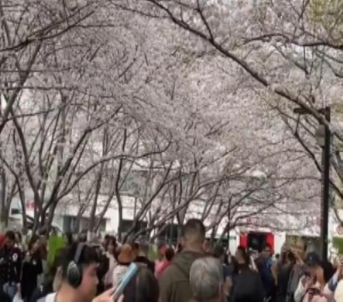 沪媒：上海虹口足球场，全是拍樱花的人