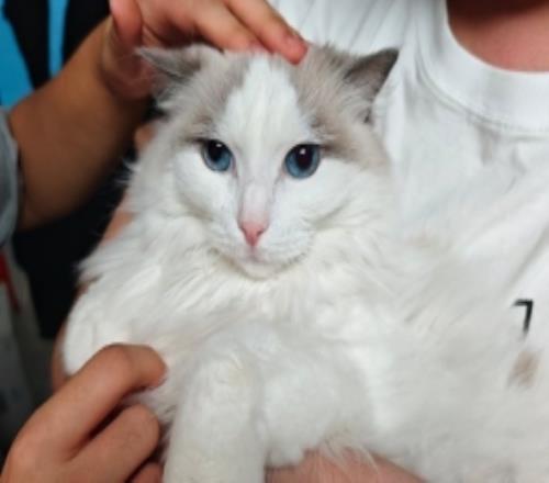 fengyue晒宠物猫照：给大家留下两张图片，我们骑士之路见！